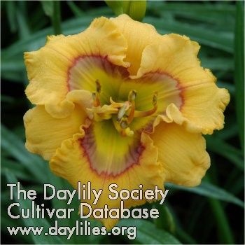 Daylily Curious Cutie